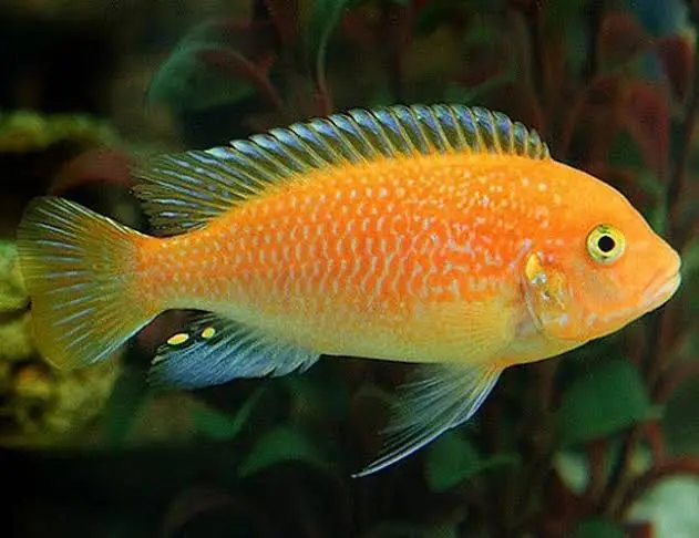 Red Zebra Cichlid (Maylandia estherae) - En Renkli Balık Türü